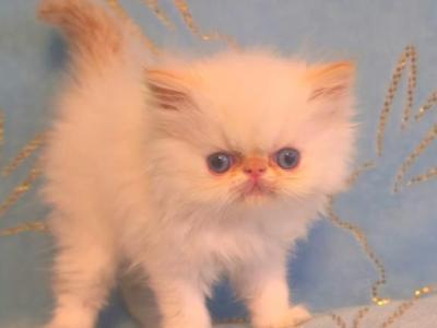 Persian Himalayan - Persian - Gallery Photo #1