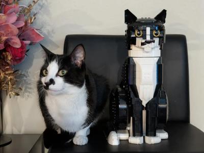 Zuko - Domestic - Gallery Photo #1
