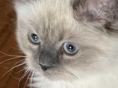 Persian Himalayan Male Kitten Available - Persian - Gallery Photo #1