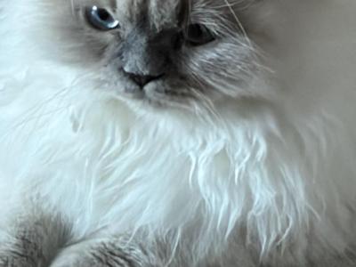 Himalayan Kitten Blue Point  Male Available Fluffy - Himalayan - Gallery Photo #1