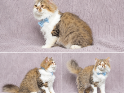 Falcone - Persian - Gallery Photo #1