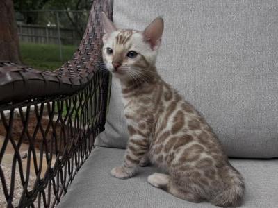 Princess Zuki - Bengal - Gallery Photo #1