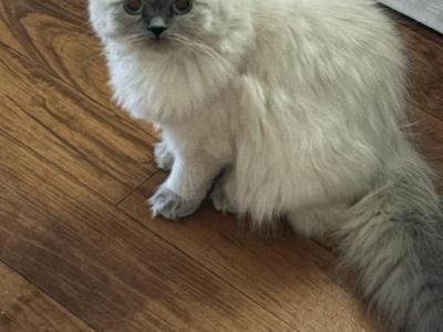 Star Himalayan Female Available - Himalayan - Gallery Photo #1