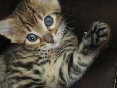 Bengal Boy - Bengal - Gallery Photo #1