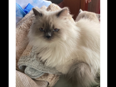 Pretty Girl Himalayan Female Retired Breeder - Himalayan - Gallery Photo #1
