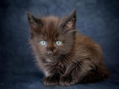 Meet Onyx Old Style Maine Coon Kitten - Maine Coon - Gallery Photo #1