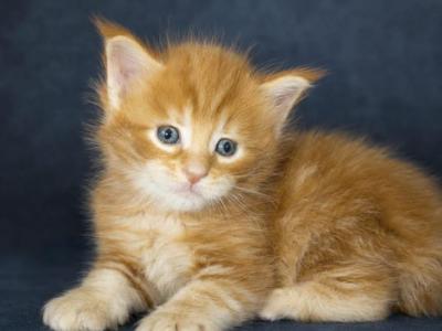 Rusty Classic Red European Maine Coon Kitten - Maine Coon - Gallery Photo #1