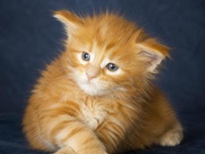 Cooper Majestic European Type Maine Coon Boy - Maine Coon - Gallery Photo #1