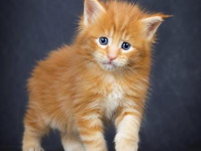 Meet Sunny Classic European Type Maine Coon Boy - Maine Coon - Gallery Photo #1