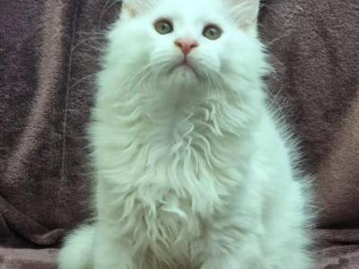 White Maine Coon Female - Maine Coon - Gallery Photo #1