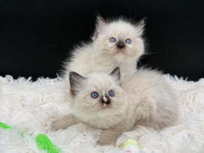 Diamonds Seal Point F - Ragdoll - Gallery Photo #1