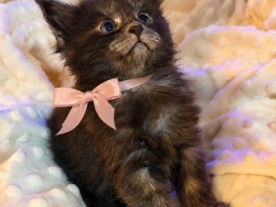 Caribbean Coons Of Sarasota - Maine Coon - Gallery Photo #1