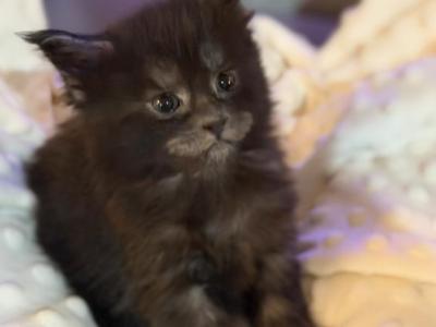 Maine Coon Kittens Sarasota - Maine Coon - Gallery Photo #1