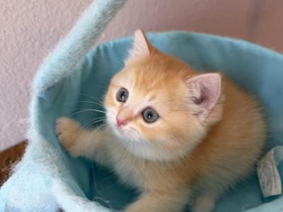 Orange Color Very Nice Fur Scottish Straight Boy - Scottish Straight - Gallery Photo #1
