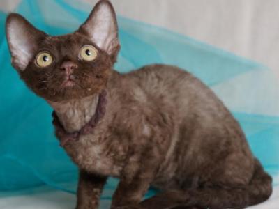 Makar - Devon Rex - Gallery Photo #1