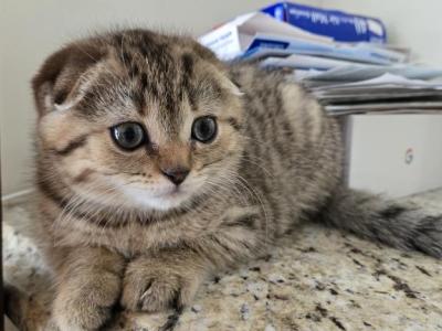 Tom - Scottish Fold - Gallery Photo #1