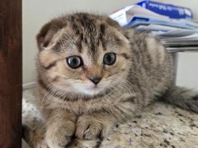 Tom - Scottish Fold - Gallery Photo #1