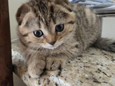 Tom - Scottish Fold - Gallery Photo #1