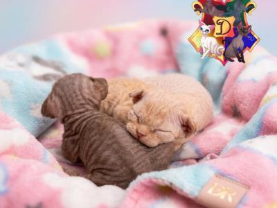Neapolitan Litter - Devon Rex - Gallery Photo #1