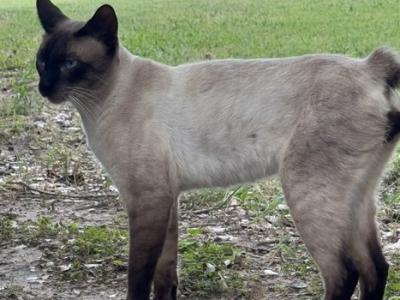 SLICK - Siamese - Gallery Photo #1
