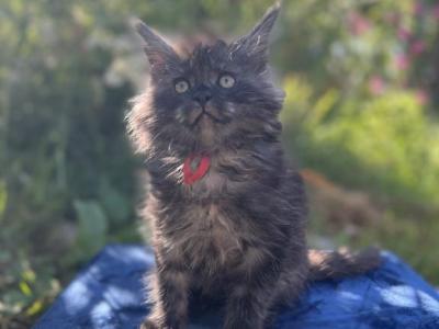 Star Wars Litter - Maine Coon - Gallery Photo #1