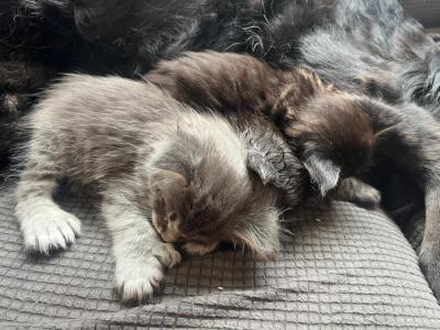 June Litter - Maine Coon - Gallery Photo #1