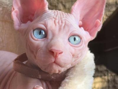 Volta - Sphynx - Gallery Photo #1