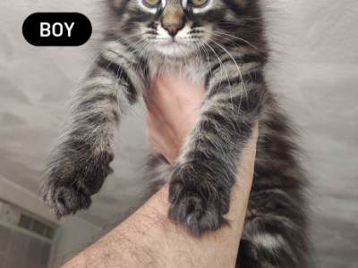 Clara Chia Shakira And Piques Kittens - Maine Coon - Gallery Photo #1