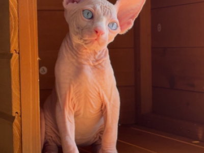 Nova - Sphynx - Gallery Photo #1