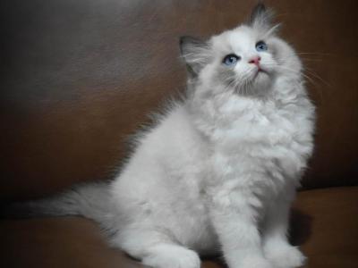 Green Boy - Ragdoll - Gallery Photo #1