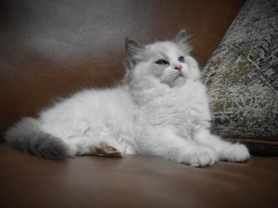 Blue Boy - Ragdoll - Gallery Photo #1