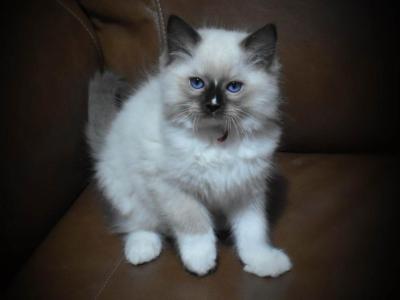 Red Boy - Ragdoll - Gallery Photo #1