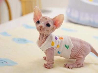 Lola - Sphynx - Gallery Photo #1