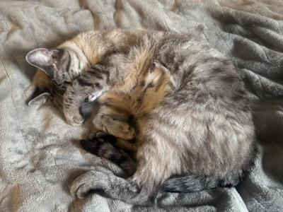 Derpy - Siamese - Gallery Photo #1