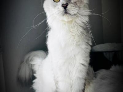 Fantastica - Maine Coon - Gallery Photo #1