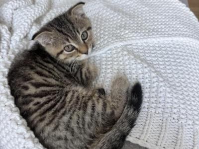 Leo - Scottish Fold - Gallery Photo #1