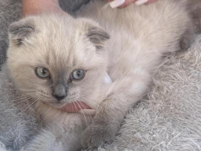 Fluffball - Scottish Fold - Gallery Photo #1