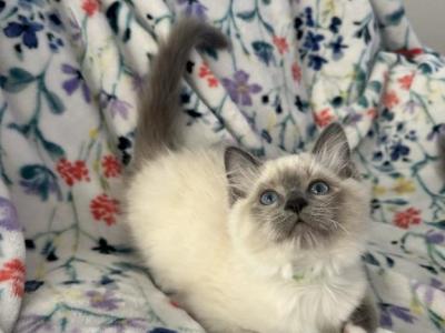 Sunny - Ragdoll - Gallery Photo #1