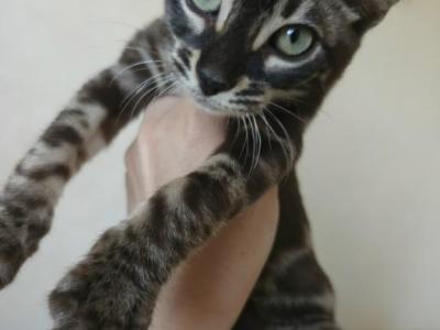 Loki Bengal Kitten - Bengal - Gallery Photo #1