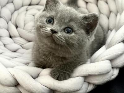 Skipper - British Shorthair - Gallery Photo #1