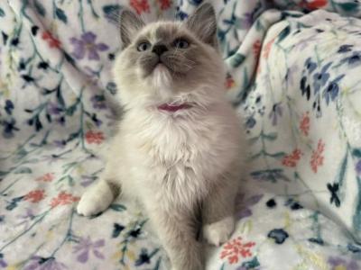 Patches - Ragdoll - Gallery Photo #1