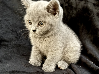 Beefy - British Shorthair - Gallery Photo #1