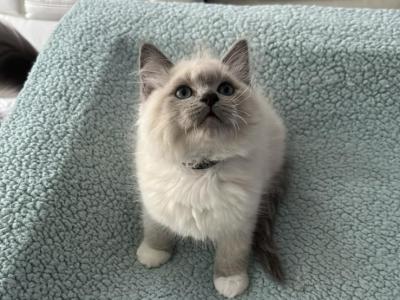 Shadow - Ragdoll - Gallery Photo #1
