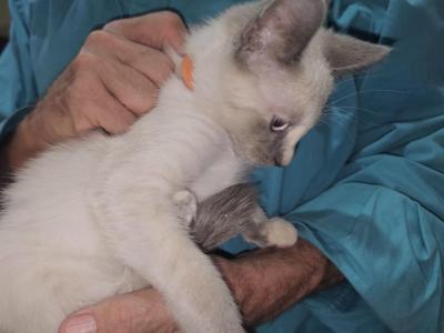 Lavender 1 Female - Siamese - Gallery Photo #1