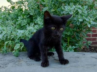 Shadow - Domestic - Gallery Photo #1