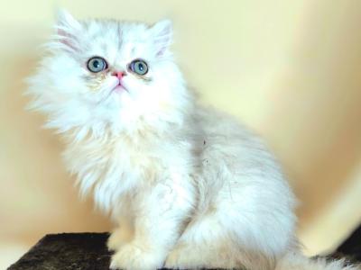 Taz - Persian - Gallery Photo #1