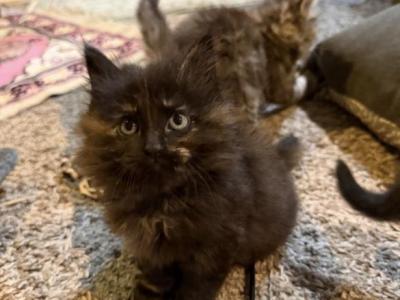 Mocha - Siberian - Gallery Photo #1