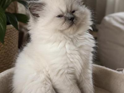 Milkshake - Himalayan - Gallery Photo #1