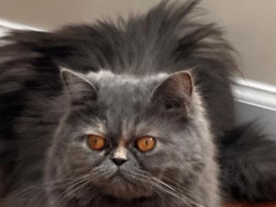Snow - Persian - Gallery Photo #1