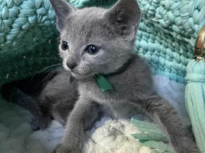 First Russian Blue Litter - Russian Blue - Gallery Photo #1